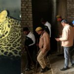 Forest department team unable to catch leopard in Greater Noida street dogs having chicken party । ग्रेटर नोएडा में तेंदुए को नहीं पकड़ पा रही वन विभाग की टीम, कुत्तों की चल रही चिकन पार्टी