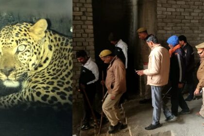 Forest department team unable to catch leopard in Greater Noida street dogs having chicken party । ग्रेटर नोएडा में तेंदुए को नहीं पकड़ पा रही वन विभाग की टीम, कुत्तों की चल रही चिकन पार्टी