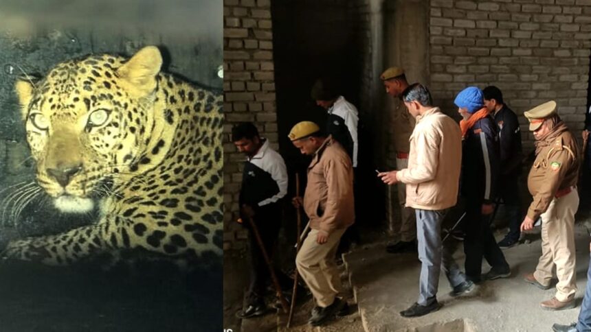 Forest department team unable to catch leopard in Greater Noida street dogs having chicken party । ग्रेटर नोएडा में तेंदुए को नहीं पकड़ पा रही वन विभाग की टीम, कुत्तों की चल रही चिकन पार्टी